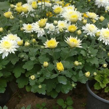 Otaq bitkiləri: Xrizantema payızgüllərinin topdan və pərakəndə satışı. Qiymətlər — 16