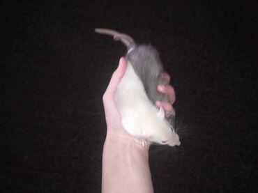 Крысы: Предлагаются к продаже очаровательные маленькие крысята различных — 4