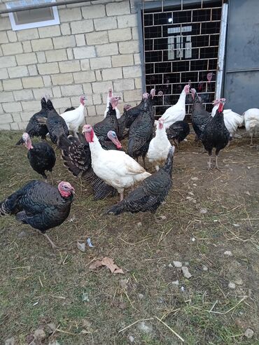 Hinduşka: Məhsul: Hinduşka sürüsü Təsvir: - Şəkillərdə olan sağlam, iriqaşlı — 4