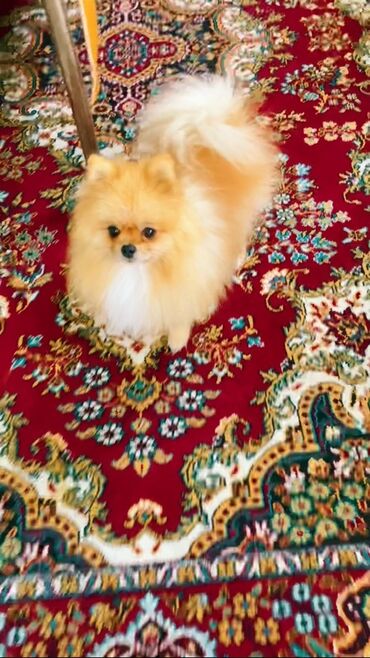 İtlər: Şpitz — 8