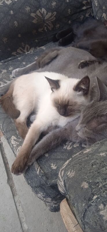 корм для кошек и котят: Котята домашние, пушистые и ласковые. - Окрас: колор-пойнт (светлый