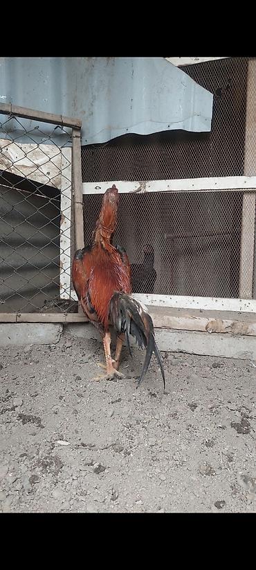 Xoruzlar: Temiz turk cinsi 11 ayliq bece satiram. cox super heybandi. meydan — 9