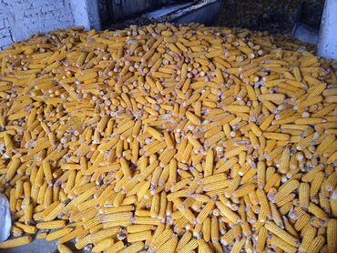 корм для животных: Продается кукуруза "гибрид стекляшка"-имеется 20тонн