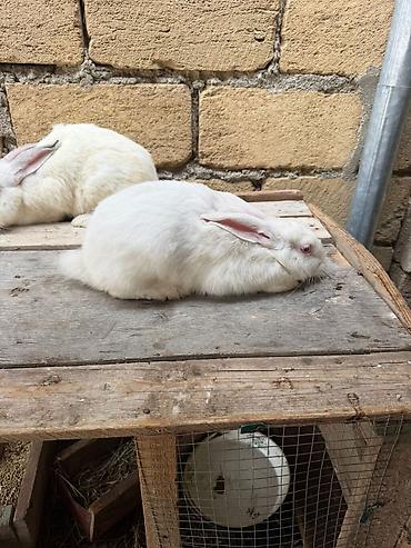 canaqlı heyvanlar: Yeri rizen sadılır riyal alıcı gelib baxada biler he bir pureblemi — 6