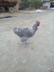 купить домашних курей: Куплю кукушку мехеленскую петуха