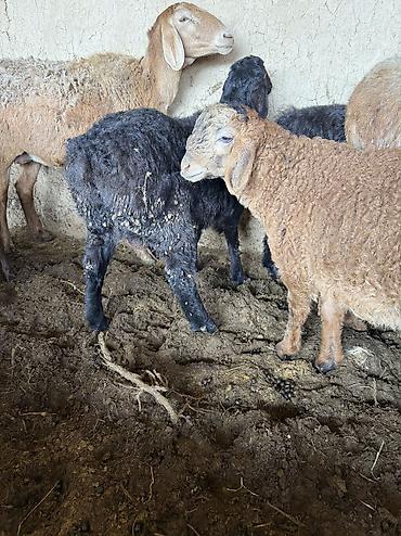 Баран, овца: Продаю | Баран (самец) — 4