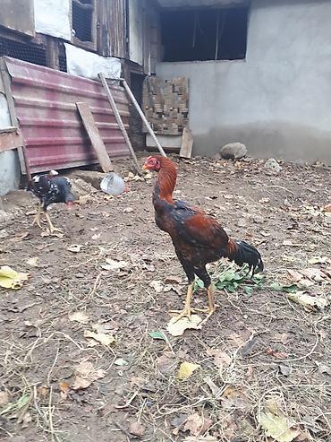heyrati barter: Xoruz, Heyratı, il: 1 — 5