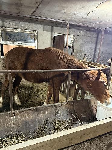 Лошади, кони: Продаю | Жеребенок | На забой — 7