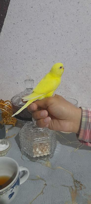 Tutuquşları: Ələ öyrəşmiş quşdu kim isdəsə videolarınıda ataram baxar — 3