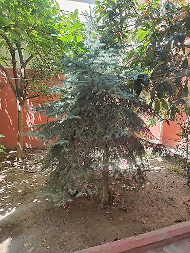 yolka: Yolka agaci satilir. hundurluk təxmini 2.50 m. Torpagdan cixarilmayib — 1