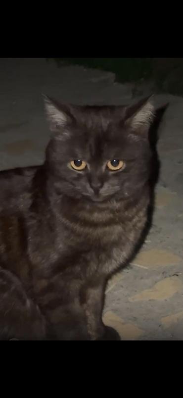 табылгалар: 🐈 ПОМОГИТЕ НАЙТИ НАШЕГО НУНУ Мы очень ищем нашего любимого кота Нуну — 1