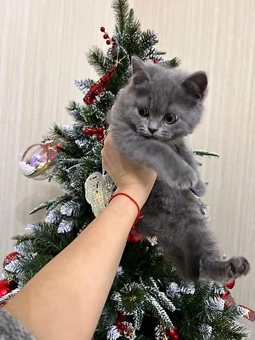 Кошки: Britan və Skottiş pişik balaları - Cins: British Shorthair (boz, qısa — 1