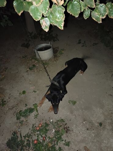 dovşan alıram: Doberman, 4 ay, Erkek