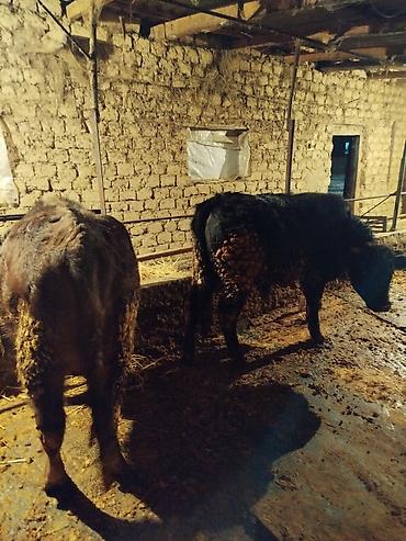 Коровы, быки: Продаю | Бык (самец) | На откорм | Привязанные — 9