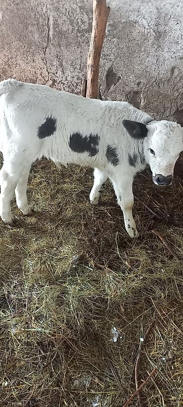 Коровы, быки: Продаю | Музоо, торпок | Полукровка | На откорм — 1