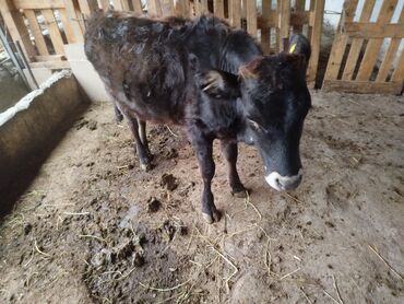 дойный коровы: Продаю | Музоо, торпок | Алатауская | На откорм, Для разведения | Привязанные