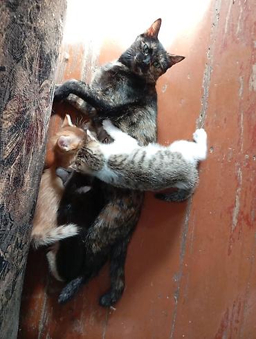 тигил: Котята от домашней кошки - Помёт из трёх котят: рыжий полосатый — 7