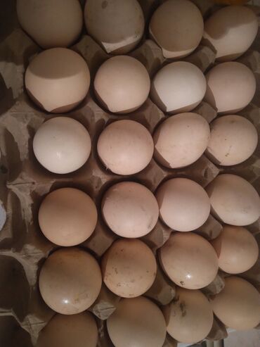 молочный оборудование: Яйца брам домашние инкубацоная 1шт 80 сом