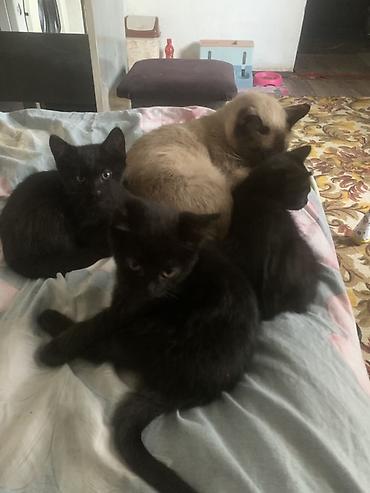 Мама сиамская кошка котята домашние 2 месяца к лотку приучены отдам в