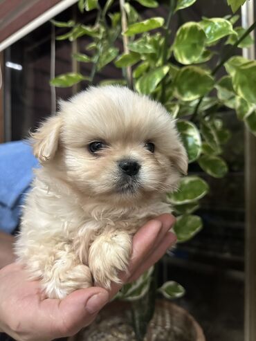 İtlər: Pekines, 2 ay, Erkek, Ünvandan götürmə, Ödənişli çatdırılma