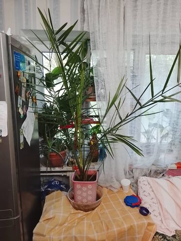 искусственные цветы бишкек: Продаю пальмы. телефон