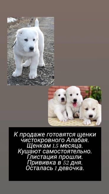 чистокровный алабай: Алабай, 2 месяца, Самка, С прививкой