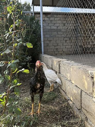 bal arisi satisi: Toyuq, Damazlıq — 8