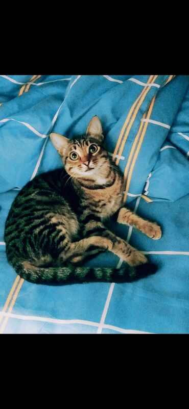 Mercury: Самка, В добрые руки, Самовывоз