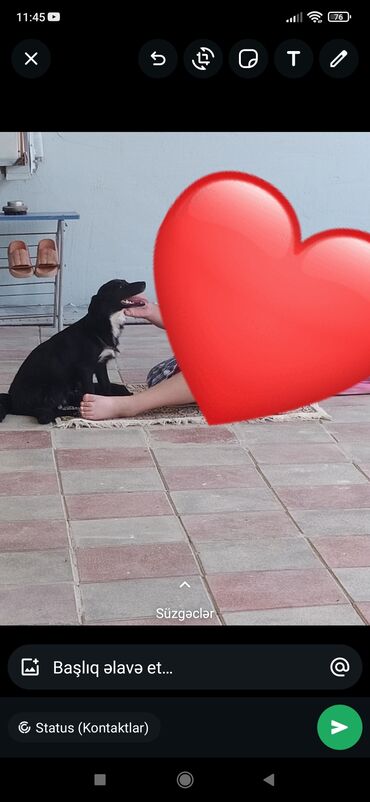 şirin it adları: Korgi, 11 ay, Dişi, Peyvəndli, Ünvandan götürmə