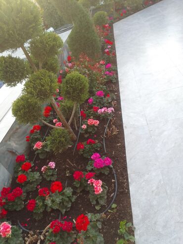 Şitillər: Qazon satışı enli yarpaq danimarka toxumuyla əkilmə qazon satışını -da lalafo.az — 16 Şitillər: Qazon satışı enli yarpaq danimarka toxumuyla əkilmə qazon satışını — 16