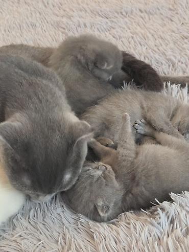 Pişiklər: Şotland — 6