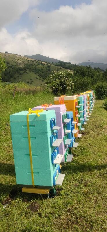 Bal: ELF BEE'S 1977 ECO-PRODUCT FOR HEALTH AND LONGEVITY Tovuzun -da lalafo.az — 16 Bal: ELF BEE'S 1977 ECO-PRODUCT FOR HEALTH AND LONGEVITY Tovuzun — 16