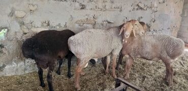 продажа щенков немецкой овчарки в бишкеке с документами: Продаю | Баран (самец) | Гиссарская, Полукровка, Эдильбаевская | На забой, Для разведения | Племенные, Осеменитель