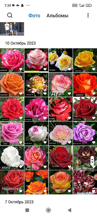 Фрукты и ягоды: Саженцы всех видов — питомник плодово-ягодных культур. Большой — 19