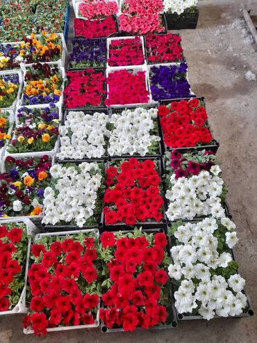 цветы балыкчы фото: Семена и саженцы