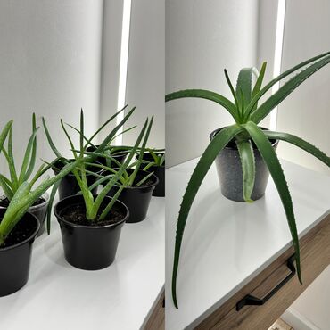 бады алоэ вера: Продаю деток алоэ🌿 ✅ Лечит ожоги и порезы ✅ Улучшает состояние кожи ✅
