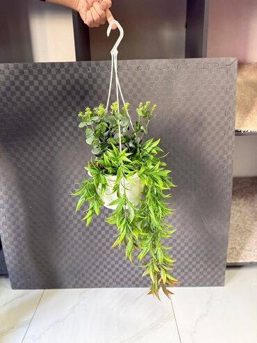Otaq bitkiləri: Asma saksıda dekorativ yaşıl bitki - Ağ rəngli asma plastik saksı -da lalafo.az — 40 Otaq bitkiləri: Asma saksıda dekorativ yaşıl bitki - Ağ rəngli asma plastik saksı — 40