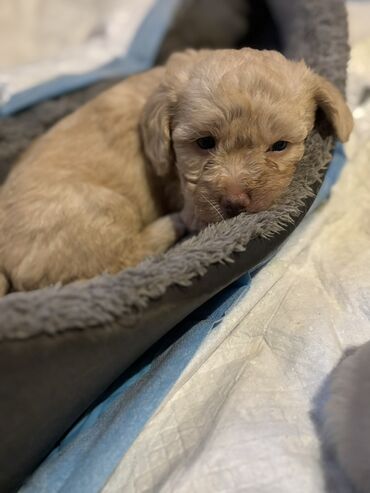 İtlər: Cins: POODLE Kiçik ölçülü, açıq krem rəngli, sıx qıvrım tüklü it — 7