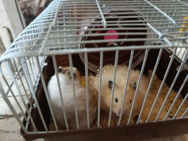 чихуахуа девочка: Продаётся хомяк хороший девочка и мальчик не кусается чистый пушистый