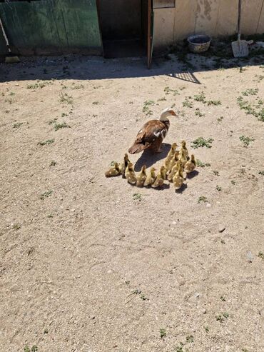 ordek nece gune bala cixardir: Ördək cücələri, Damazlıq, Ödənişli çatdırılma