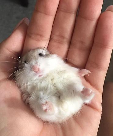 hamster qiymetleri: Cırtdan hamster – zərif, balaca şirin ev heyvanı — 1