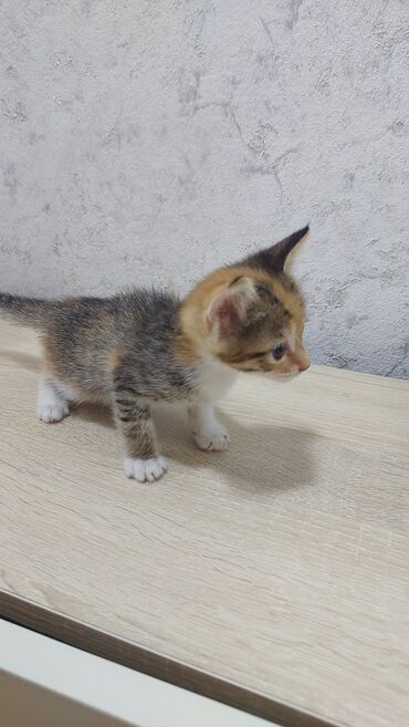Akvariumlar: Britan, Erkək, Yaxşı əllərə, Ünvandan götürmə, Ödənişli çatdırılma