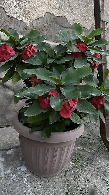 молочай: Эуфорбия Миля (Euphorbia milii, «Корона Христа») в кашпо. - Кустистое — 1