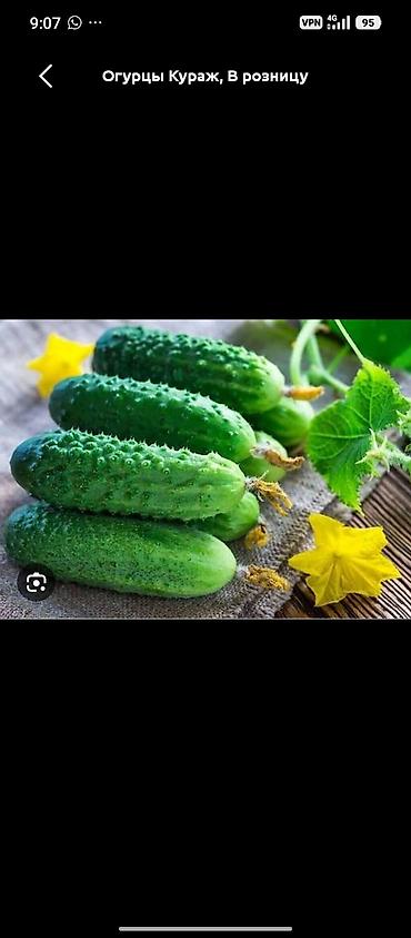 кызыл кыя стол стулдар: Бадыраңдар Кураж, Чекене — 1