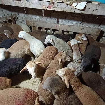 Quzu: Salam aleyküm dişi quzlar205 mantda kom 14 quzdu dişller. erkey — 2