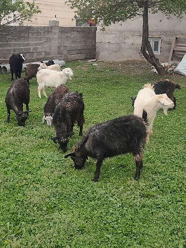 Козы, козлы: Продаю | Коза (самка), Козёл (самец), Козлёнок — 17