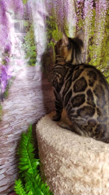 Продажа кошек: Красивейшая бенгальская кошечка 6мес. Профессиональный Питомник — 2