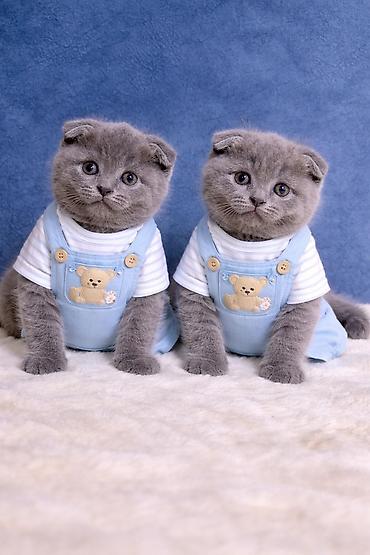 Pişiklər: Britan, Erkək, Dişi — 24