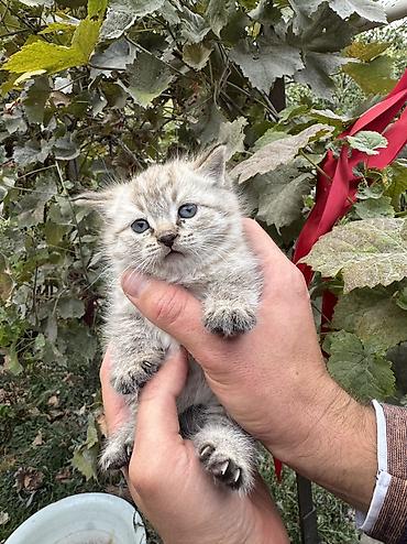 Продажа кошек: Сиамская, 1 месяц, Девочка, Приучена к лотку — 1