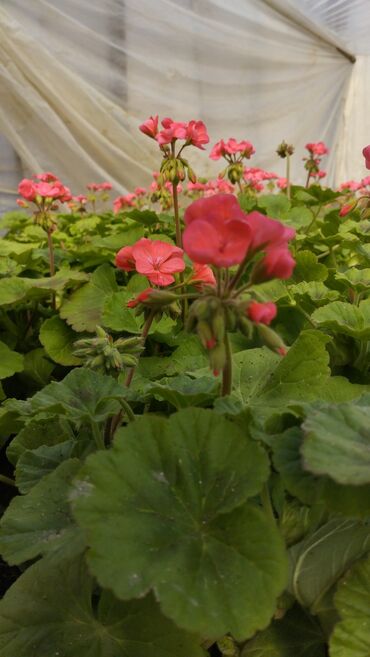 Çöl bitkiləri: Geran-ətirşah güllərinin topdan və pərakəndə satışı — 10